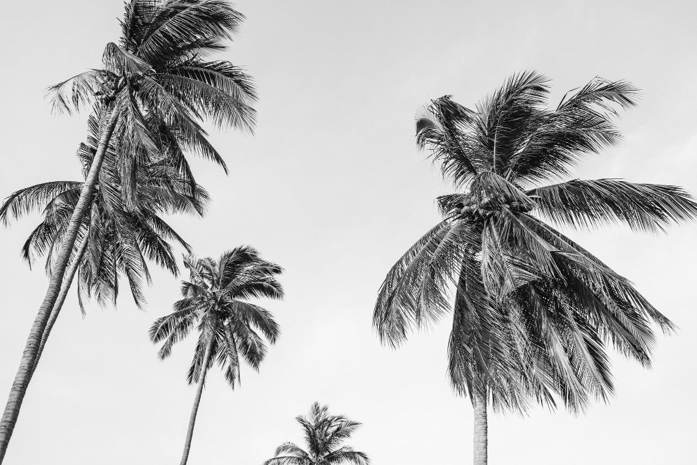 Panoramic Palm Tree Wallpaper Black And White