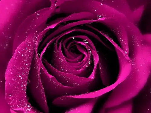 3D Purple Flower Wallpaper